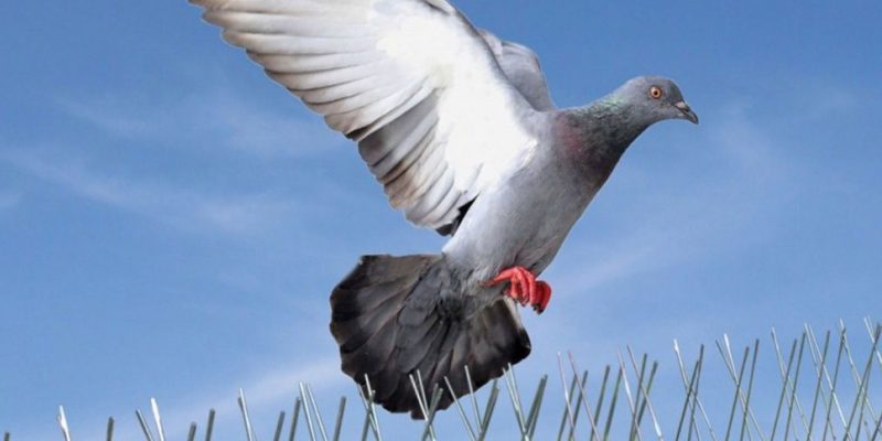 Bird Netting Services In Pune
